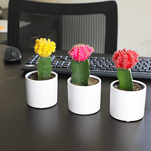 3 PK Live Cactus Plants in White Plant Pots E5091