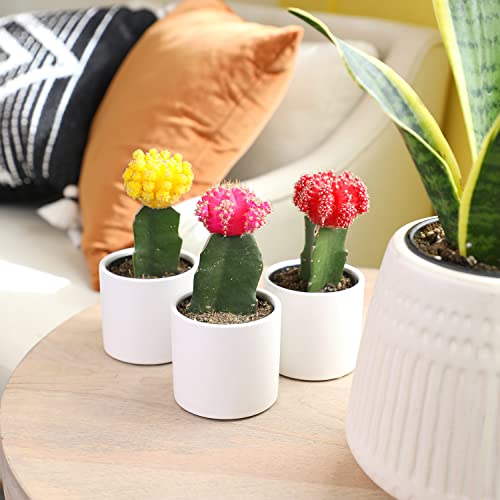 3 PK Live Cactus Plants in White Plant Pots E5091