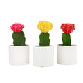 3 PK Live Cactus Plants in White Plant Pots E5091