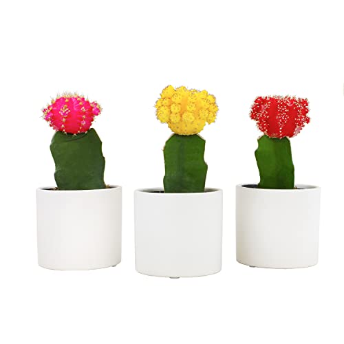 3 PK Live Cactus Plants in White Plant Pots E5091