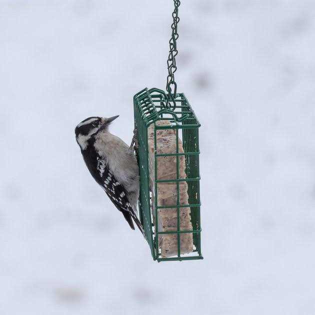 High Energy Suet E10359