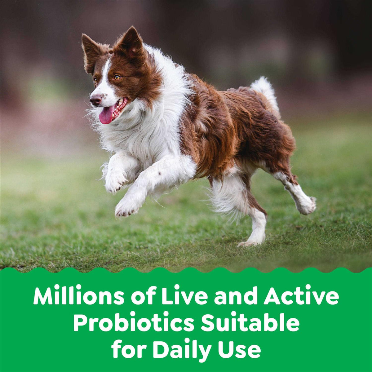 Probiotics for Dogs Chicken Flavor A964794