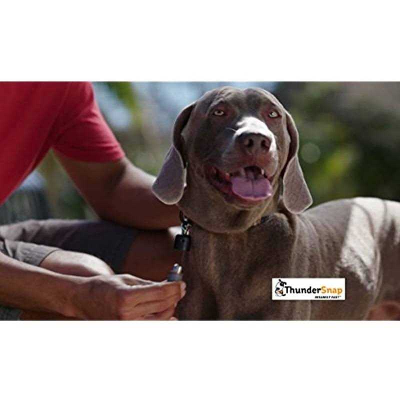 Quick-Connect Dog Leash E584223