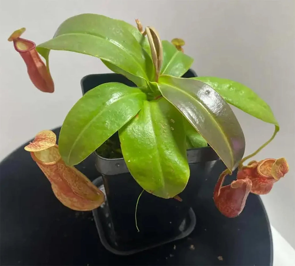 Live Starter Plant in a 2 Inch Pot K18420