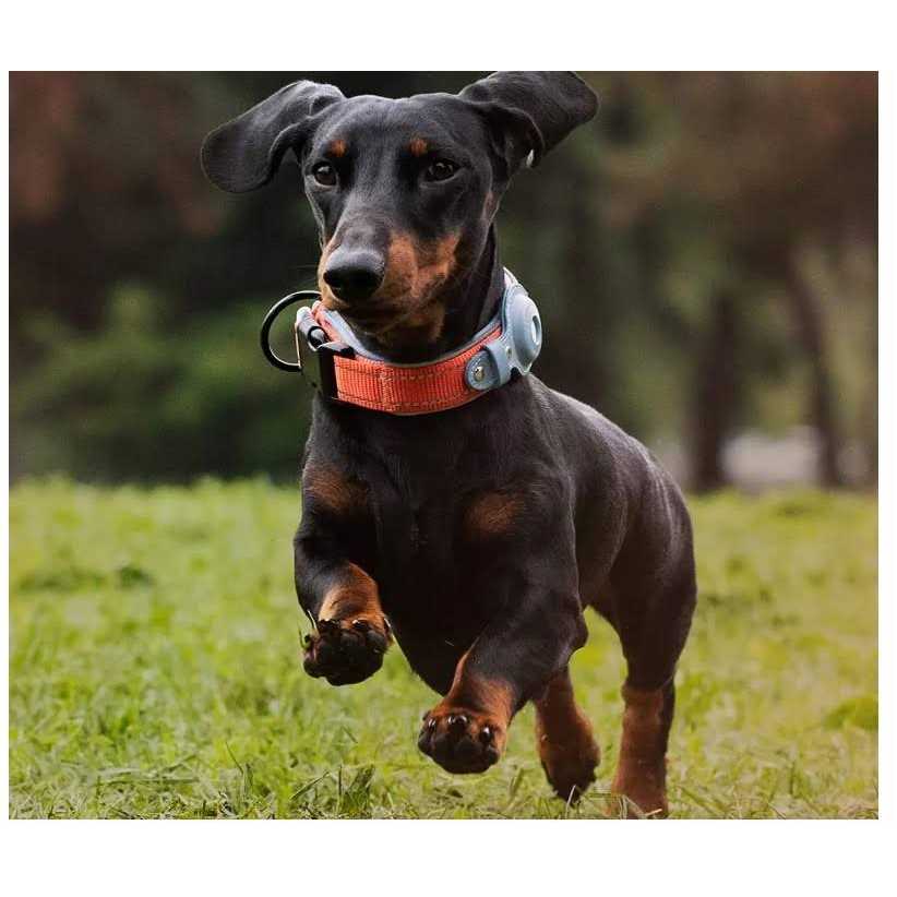 Reflective Dog Collar I6199
