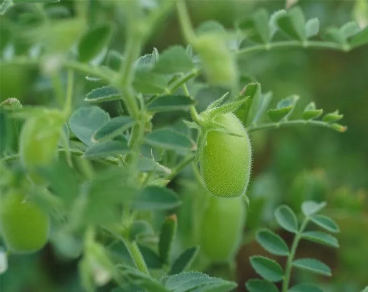Chickpeas (Garbanzo Beans) 55 Pounds W756