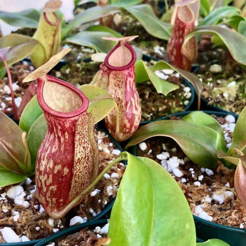 Live Starter Plant in a 2 Inch Pot K18420