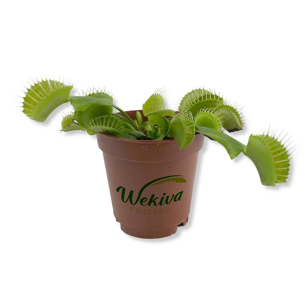 Live Starter Plant in a 2 Inch Pot K18420