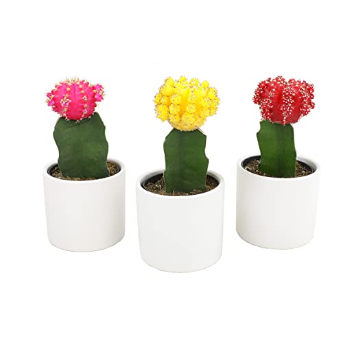 3 PK Live Cactus Plants in White Plant Pots E5091
