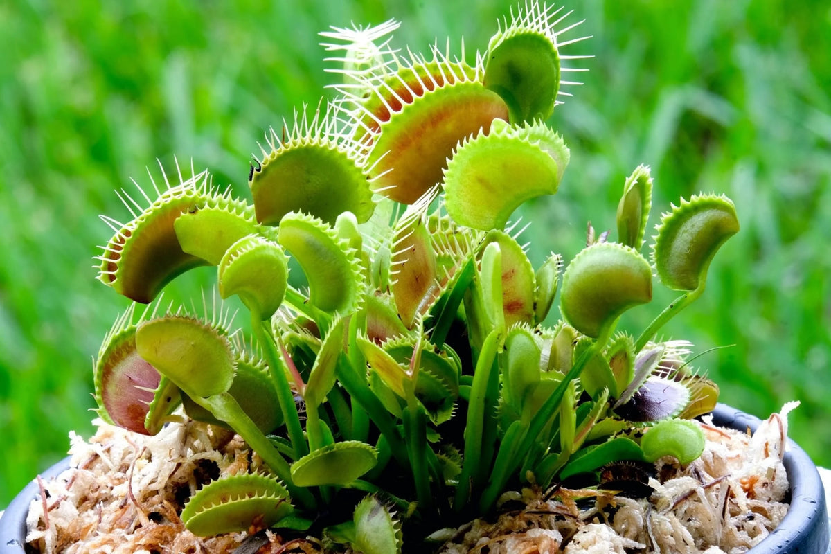 Live Starter Plant in a 2 Inch Pot K18420