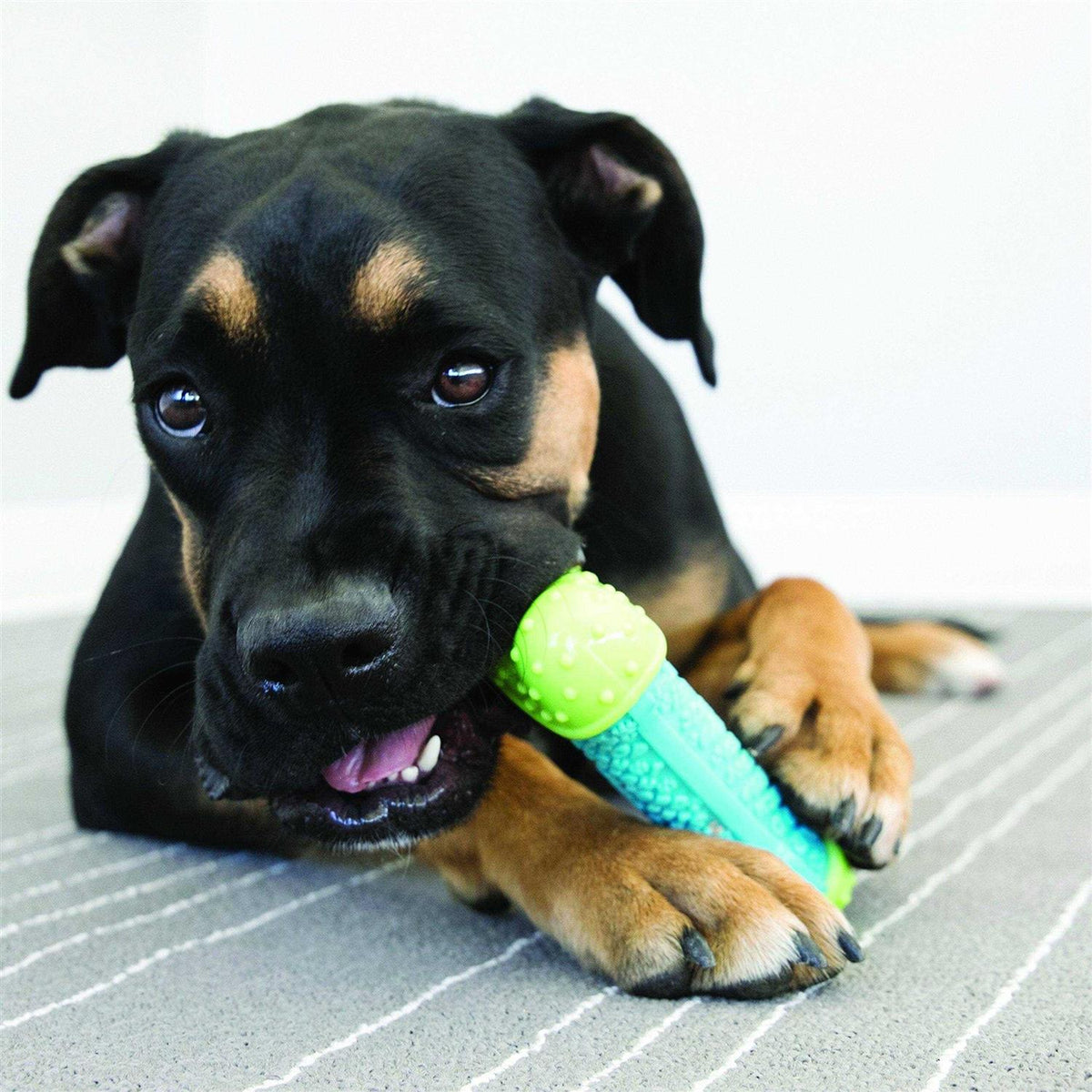 CoreStrength Ball Dog Toy T50549