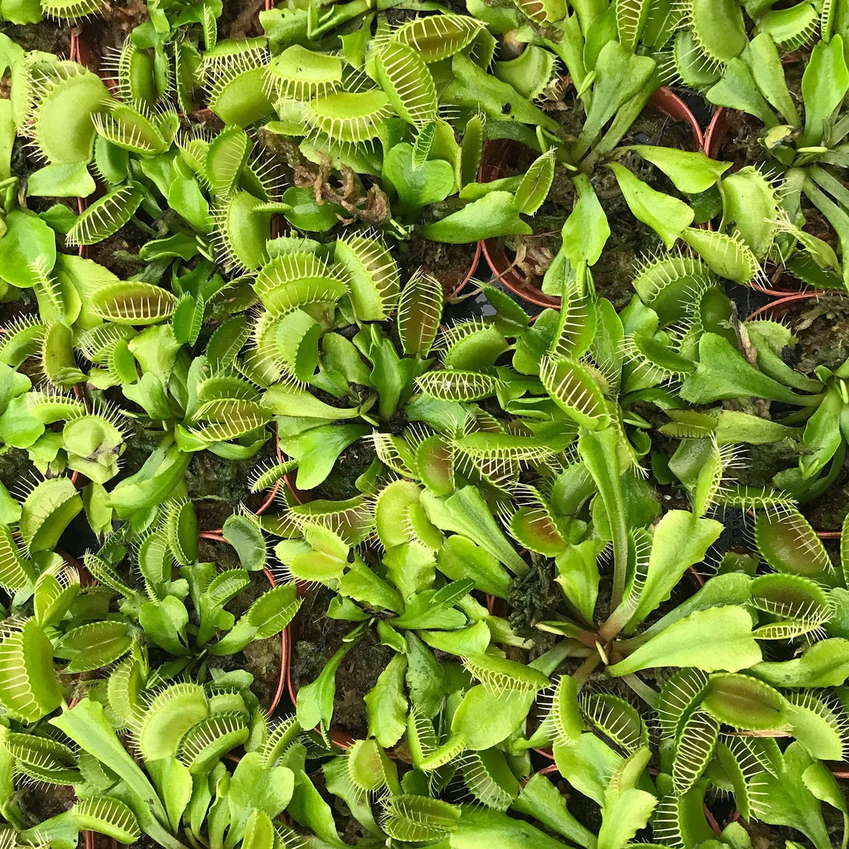 Live Starter Plant in a 2 Inch Pot K18420