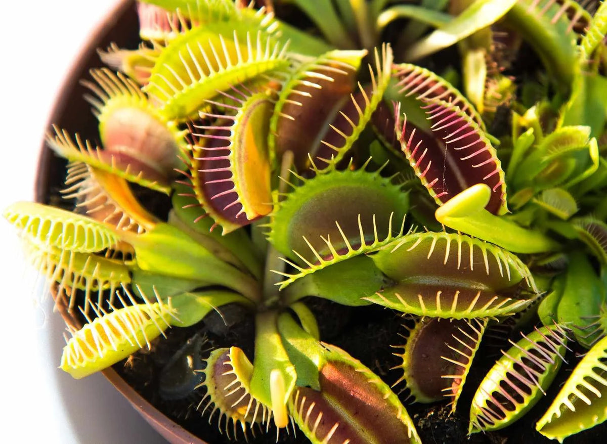 Live Starter Plant in a 2 Inch Pot K18420