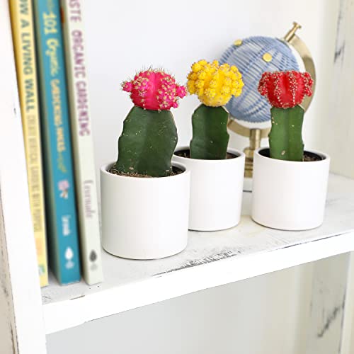 3 PK Live Cactus Plants in White Plant Pots E5091