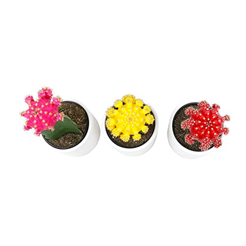 3 PK Live Cactus Plants in White Plant Pots E5091