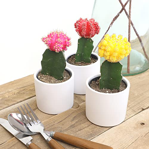3 PK Live Cactus Plants in White Plant Pots E5091