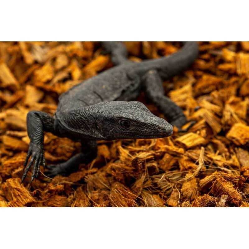 Compressed Coconut Chip Substrate 72 Quart Reptile Bedding A3833
