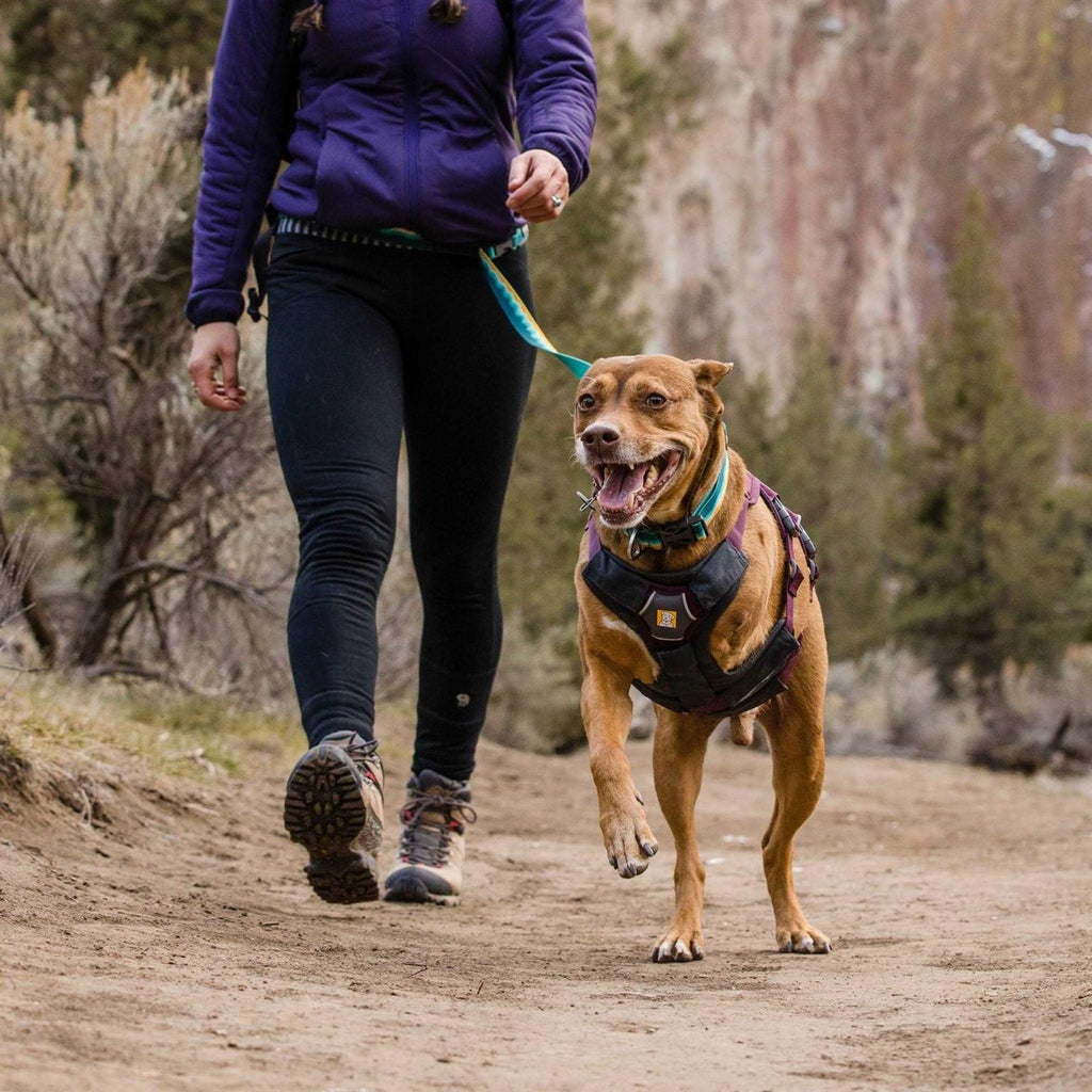 Web Master Dog Harness P117
