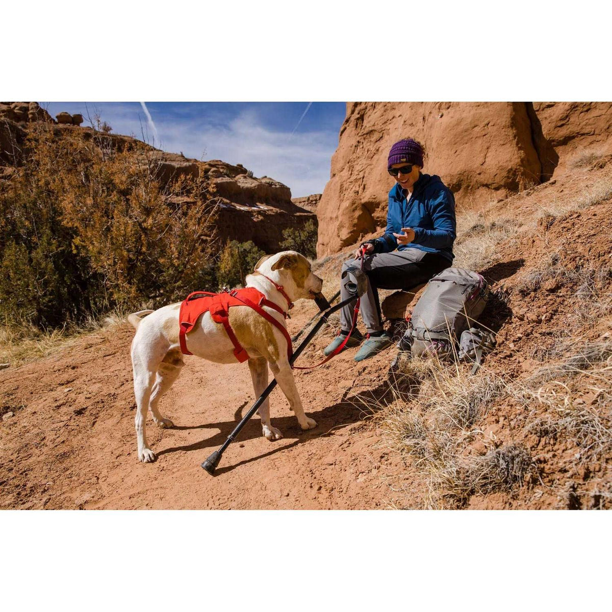Web Master Dog Harness P117