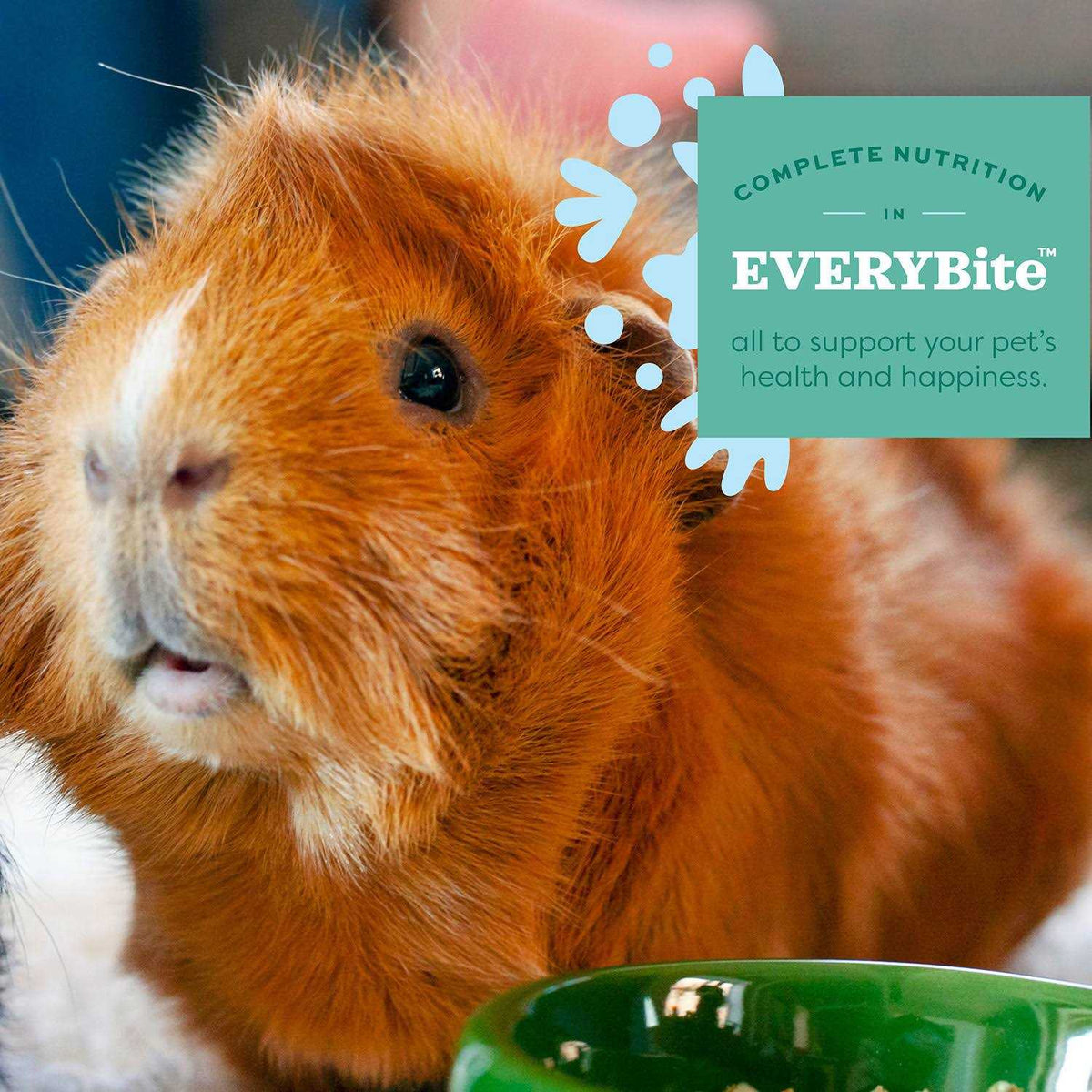 Senior Guinea Pig Food S100