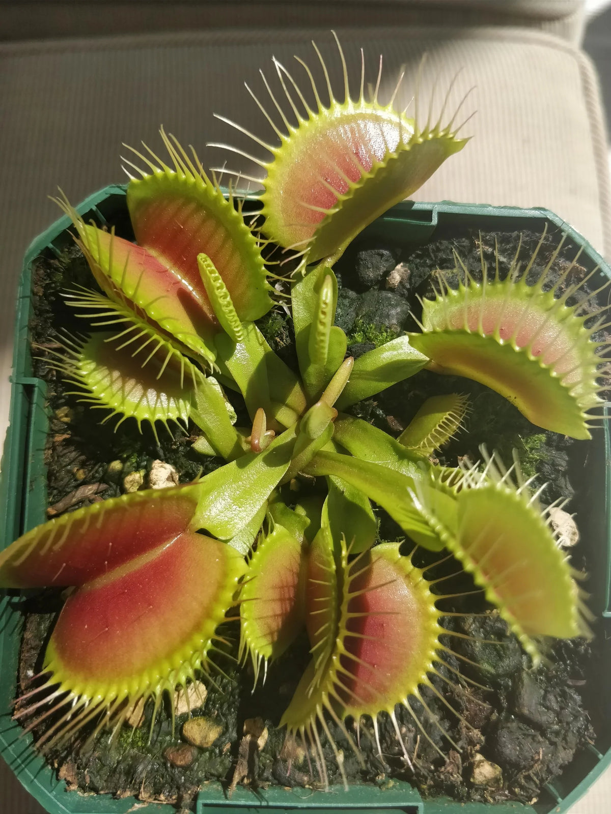 Live Starter Plant in a 2 Inch Pot K18420