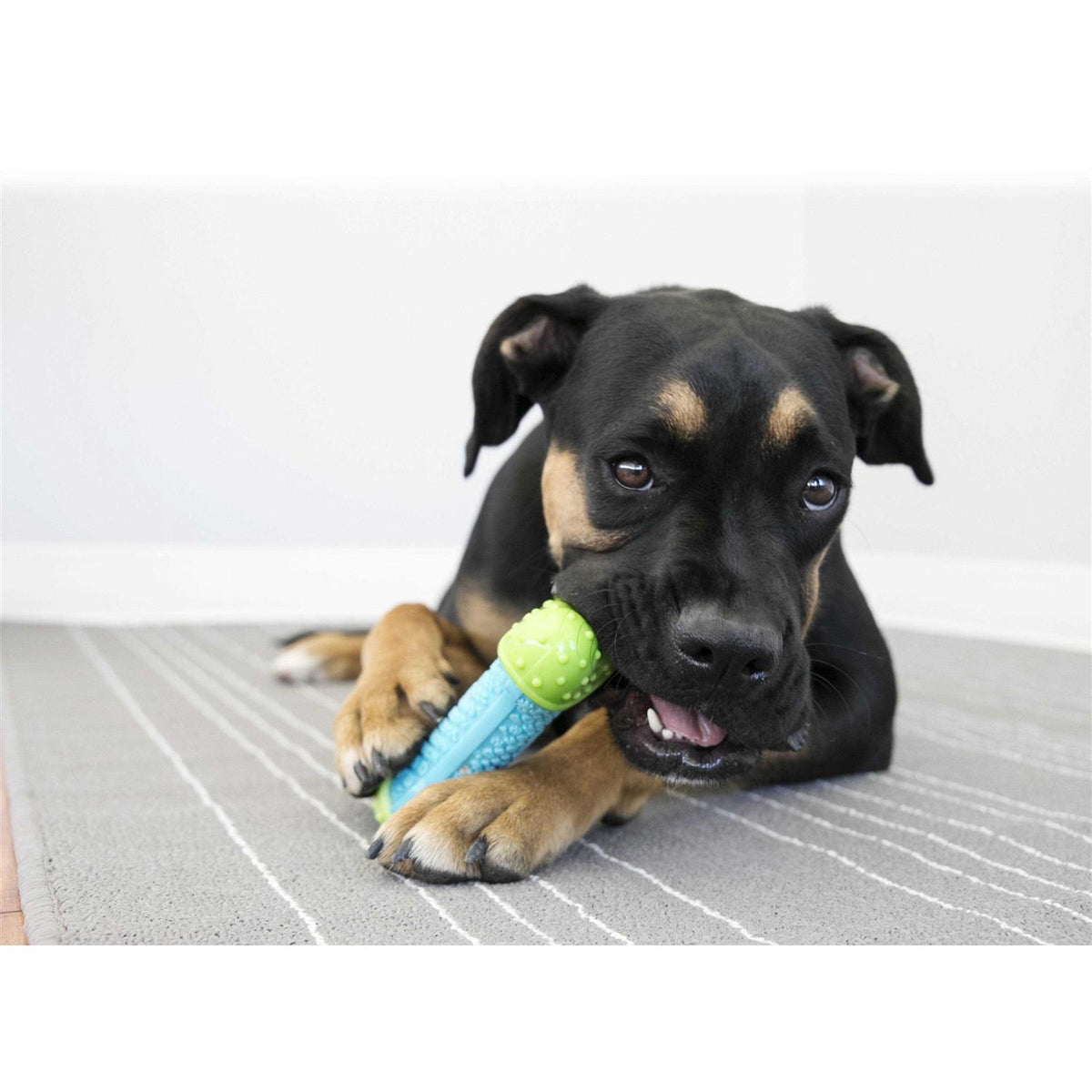 CoreStrength Ball Dog Toy T50549
