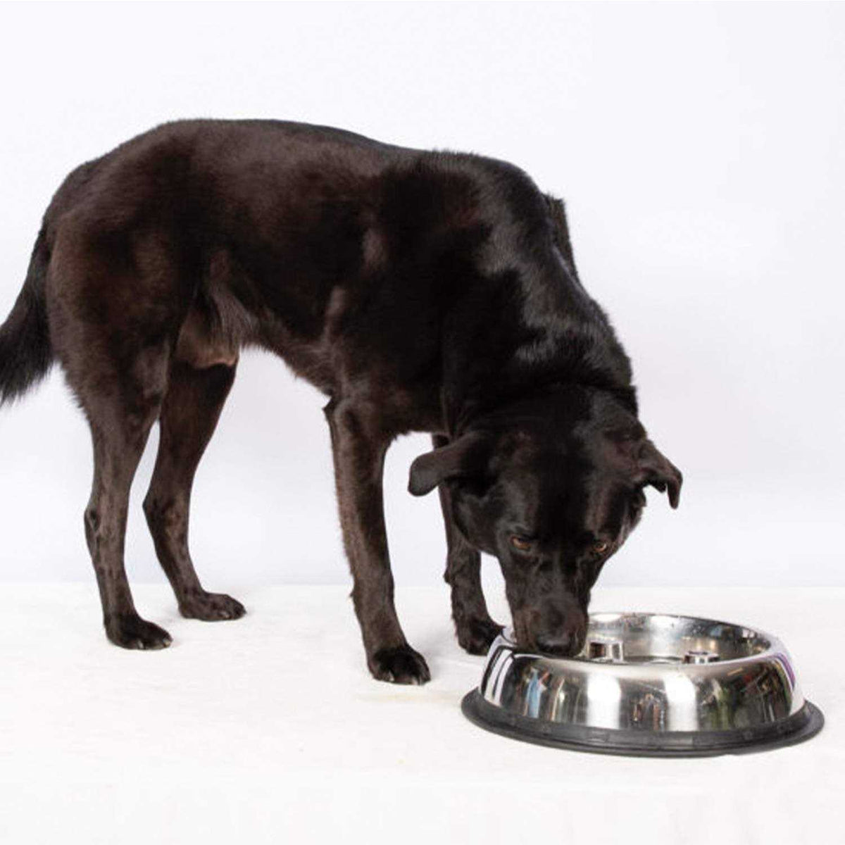 Stainless Steel Dog Bowl N4234