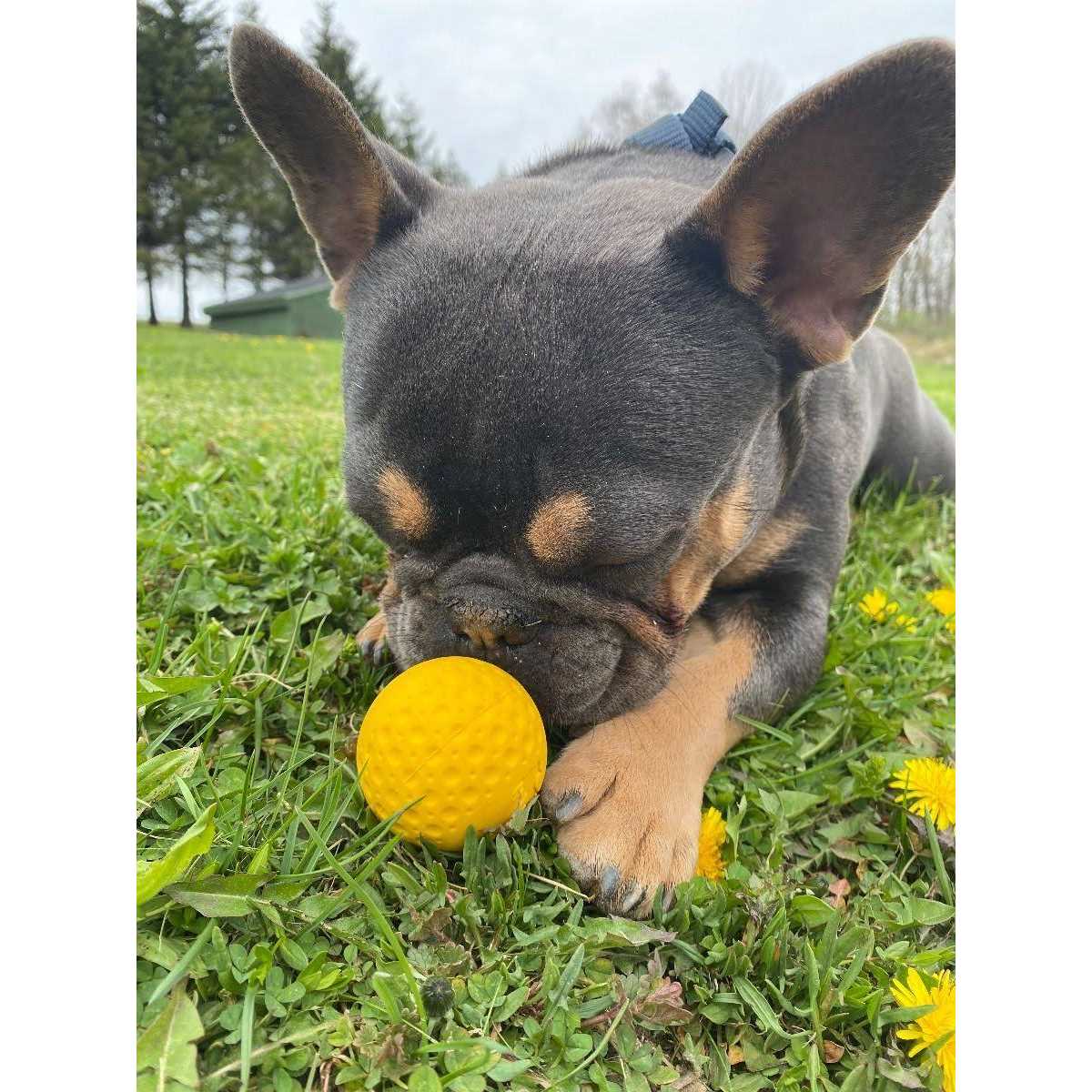 Goat Sport Ball Dog Toy D15416