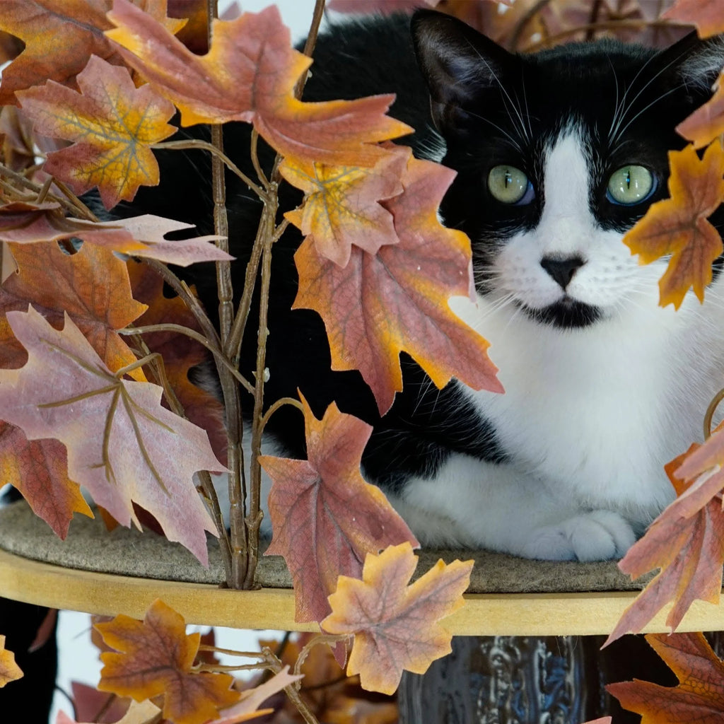 Plum Autumn 60-in Square Cat Tree I8886