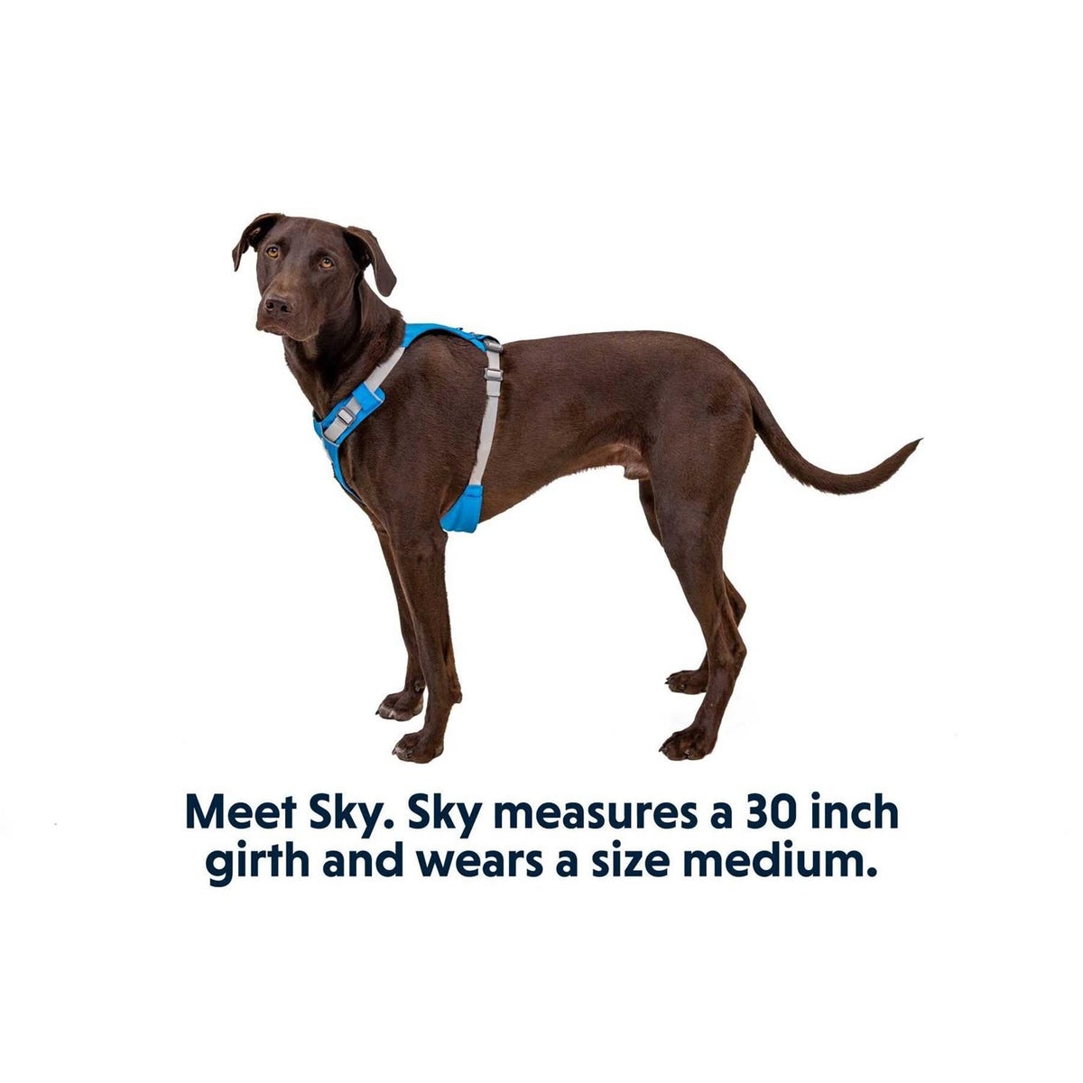 Hi & Light Dog Harness W206