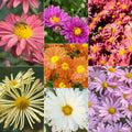 Mammoth Mums Collection Zone 3-8 30 - 36 Inches Full Sun Partial Shade Z627146