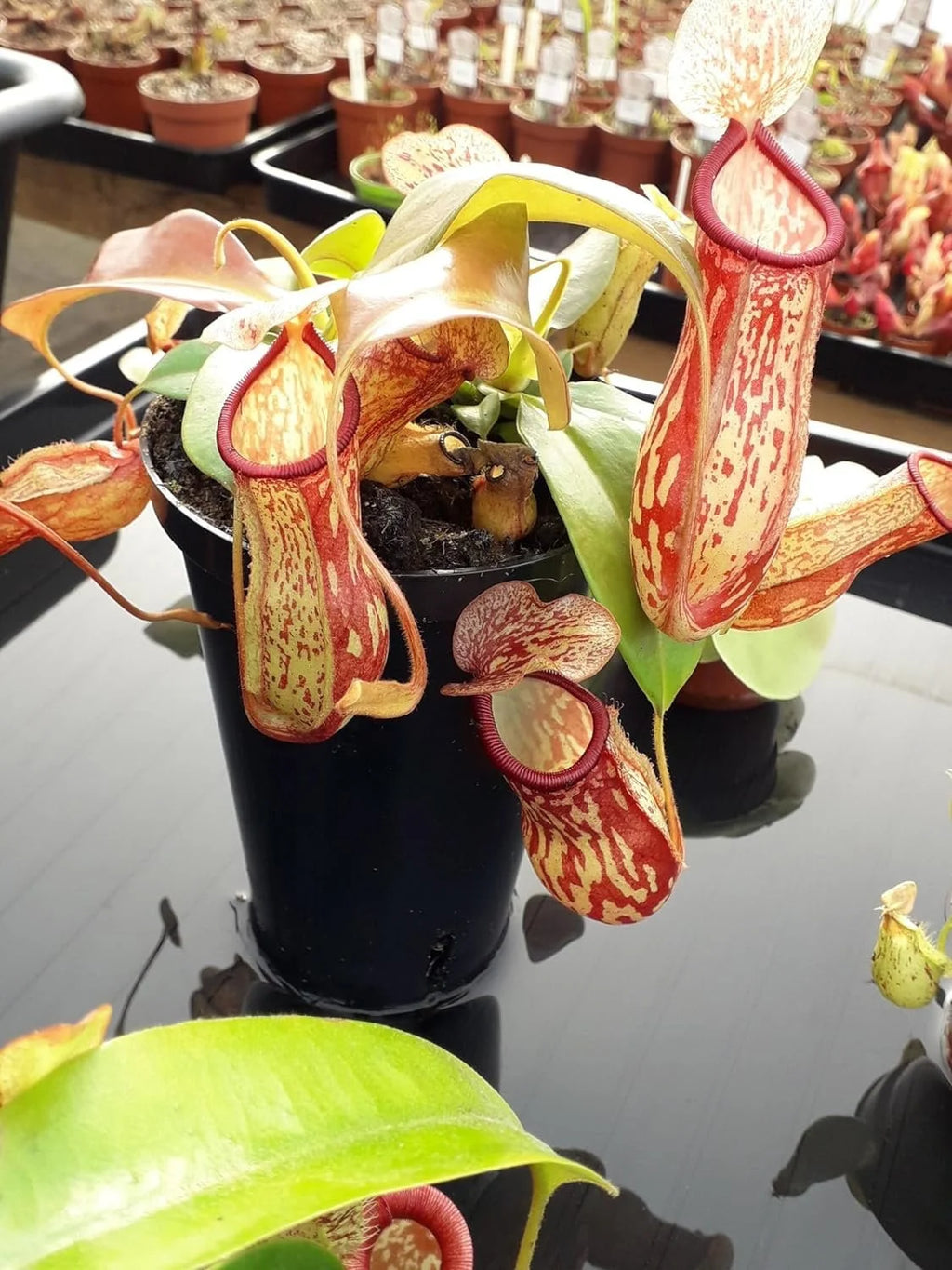 Live Starter Plant in a 2 Inch Pot K18420